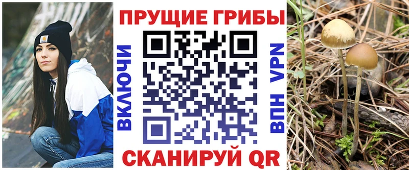 Купить где Вышний Волочёк Псилоцибиновые грибы прущие грибы